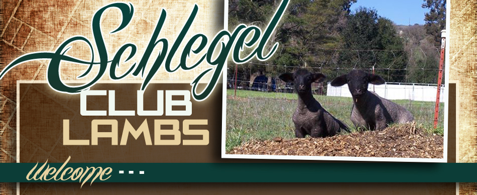 Schlegel Club Lambs